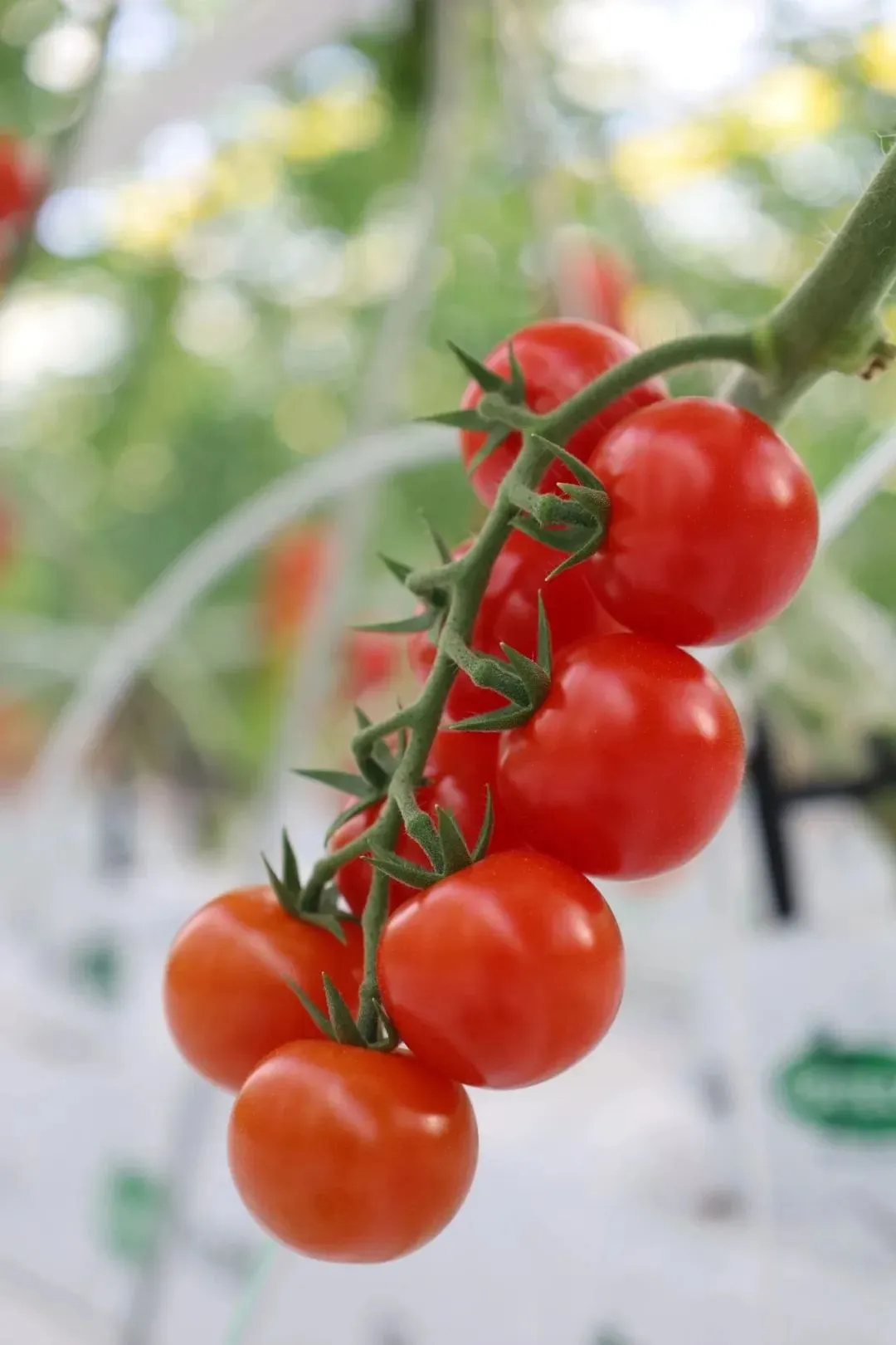 再添一个“国字号”!淇县智慧农业产业园串收番茄获评全国名特优新农产品 再添一个“国字号”!淇县智慧农业产业园串收番茄获评全国名特优新农产品